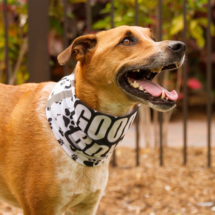 SA-D50054 - Kutyakendő - Good Boy | CoolGear.hu