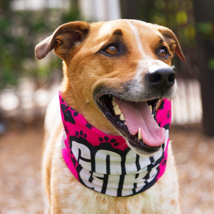 SA-D50053 - Kutyakendő - Good Girl | CoolGear.hu